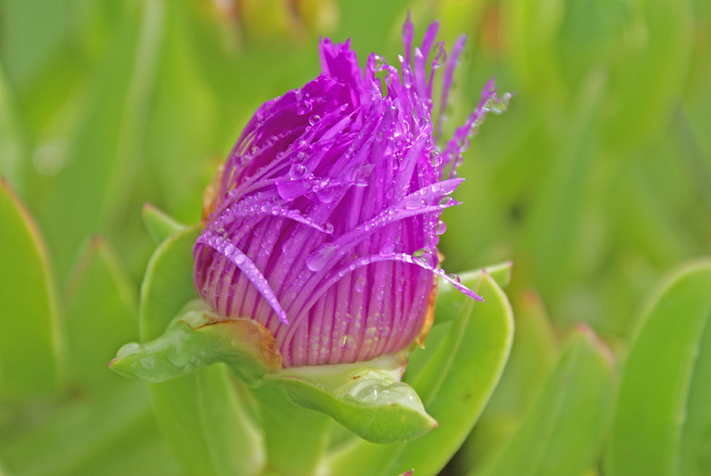 Little wonders in the garden