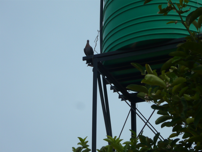 Phake Ratlhagana (2)