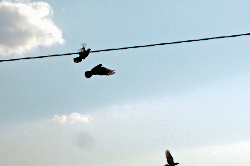 Birds of a feather flock together