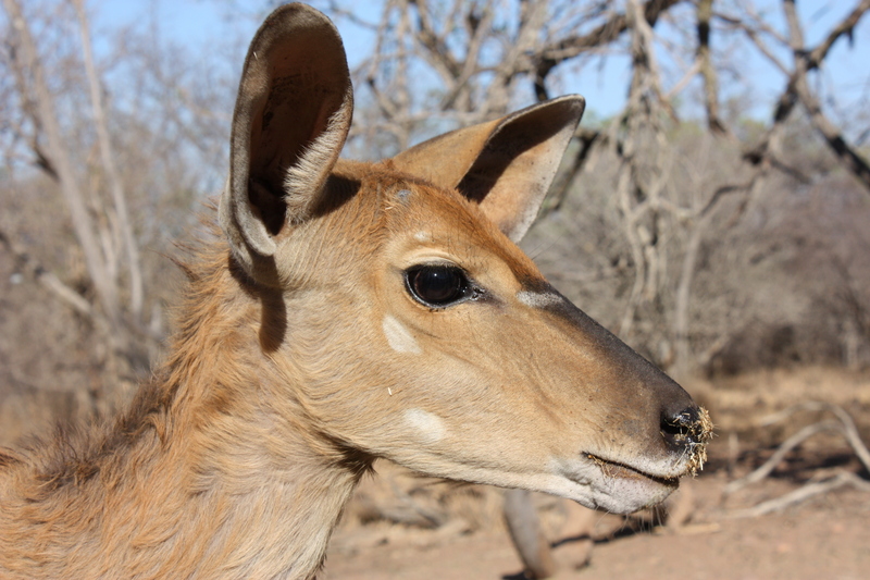 Nyala