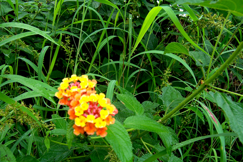 TravellingMan - RoadTrip Zomba [4]