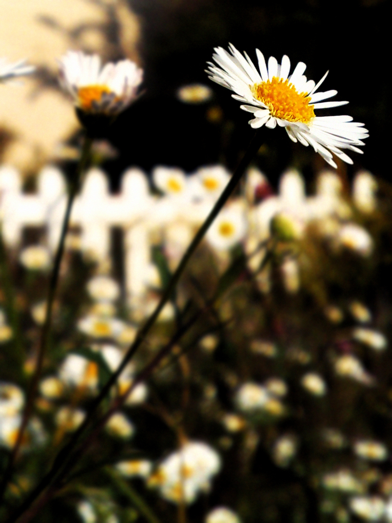 she is soo...â™ªâ™«