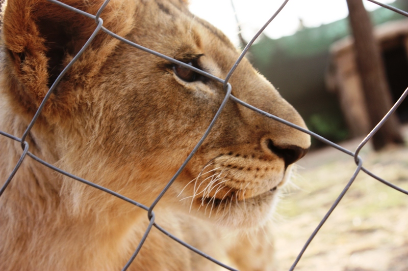 Dont tame me or my talent just let me wild like the african sun