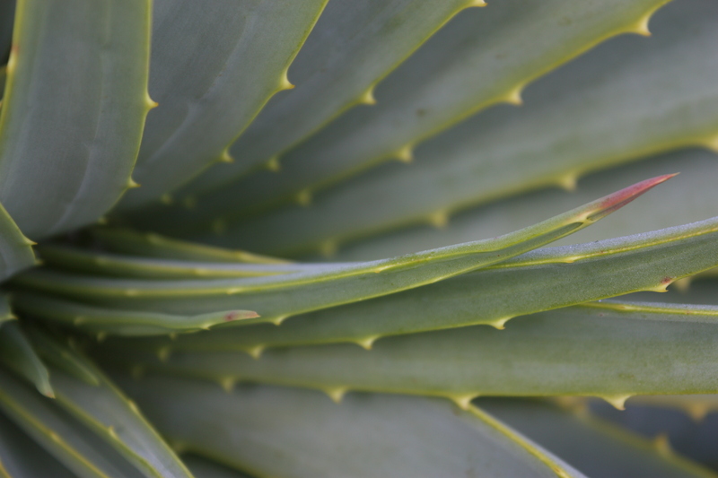 Looking at the Aloe