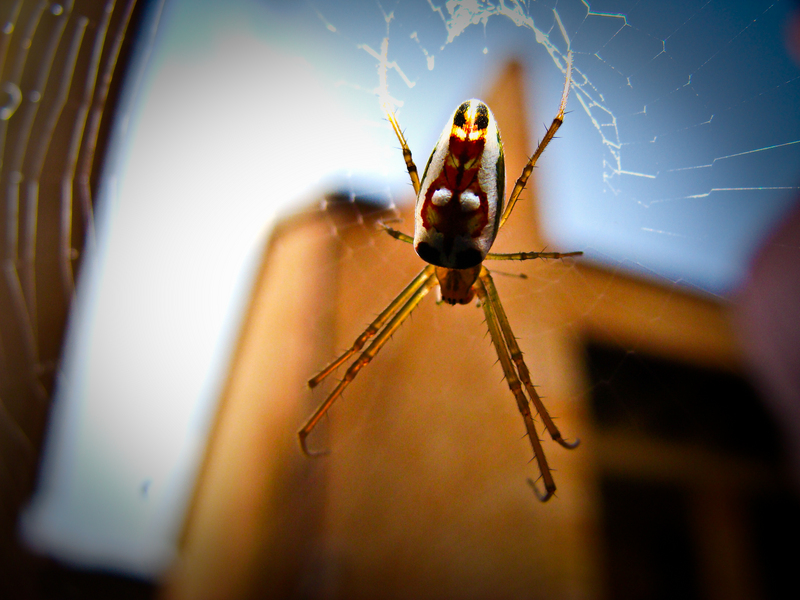 outside my web's window