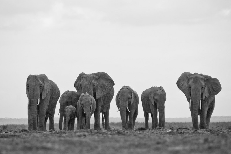 A stroll with the family