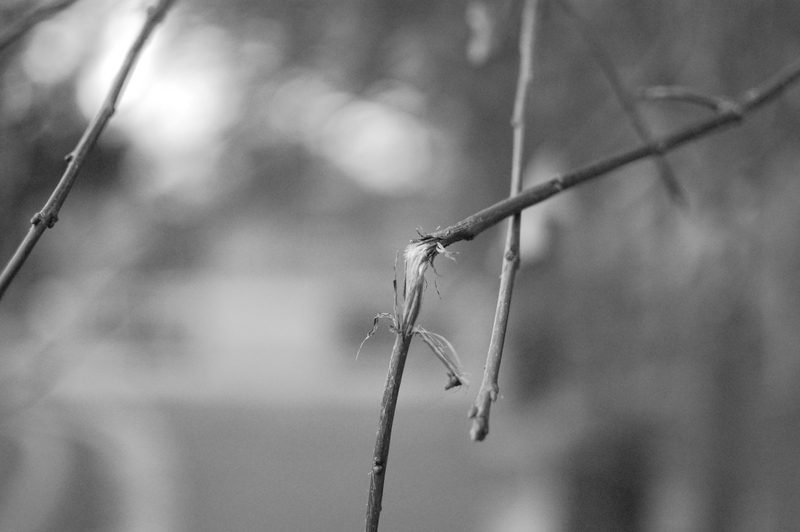 Twig Broken