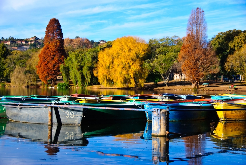 Autumn colours in Jozi