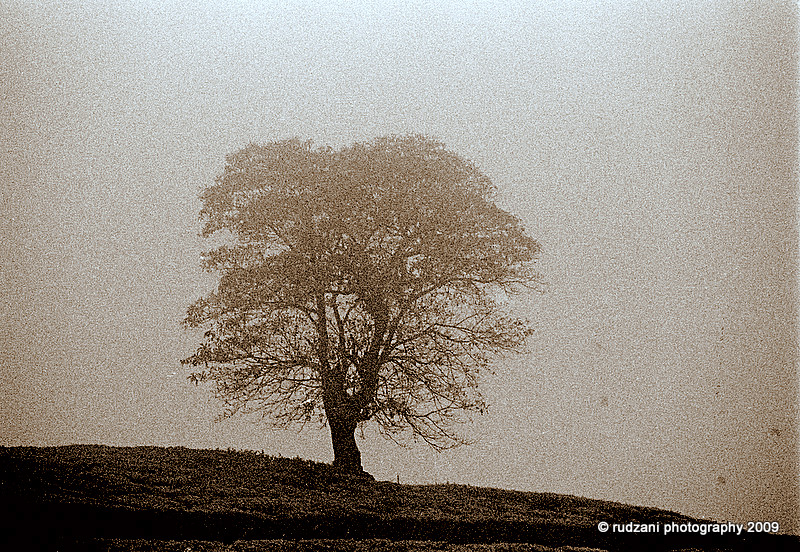 Tree in mist