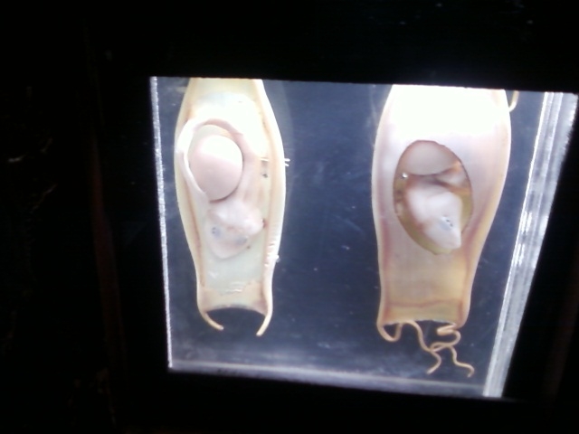 they came from outer space