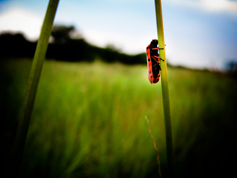 traffic'jam #01 (bug)