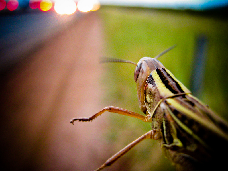 traffic'jam #02 (locust)