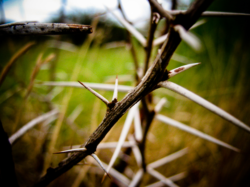 traffic'jam #03 (thorn)