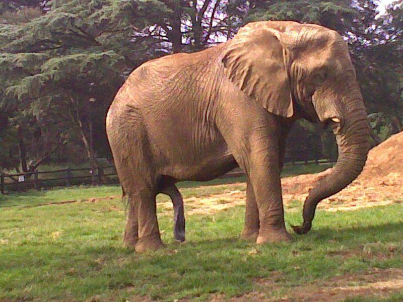 elephants have BEEG ones