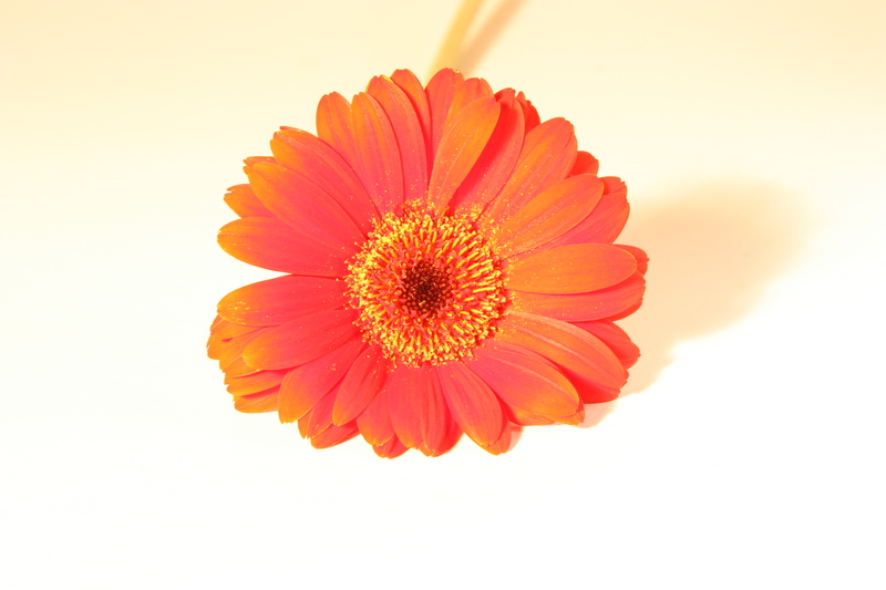 Red Daisy (High Key)