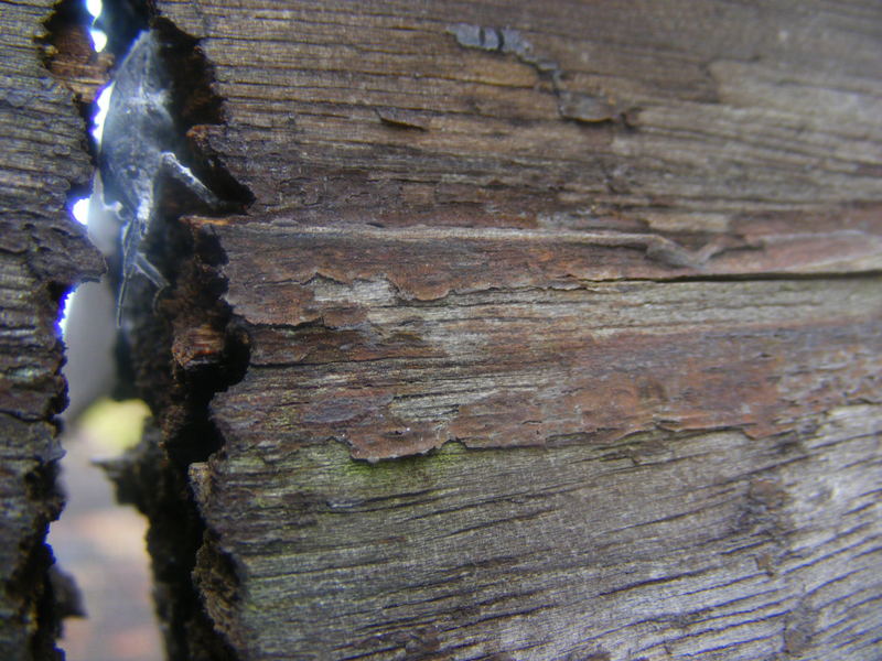 The bugs are coming!!!!!!