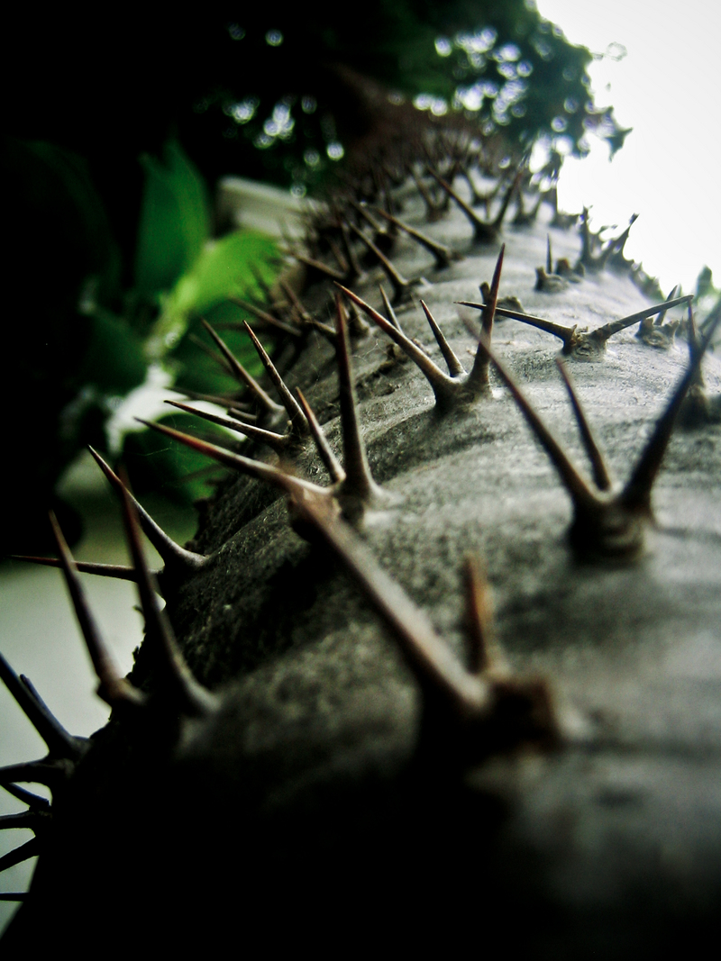 Don't You Climb Trees