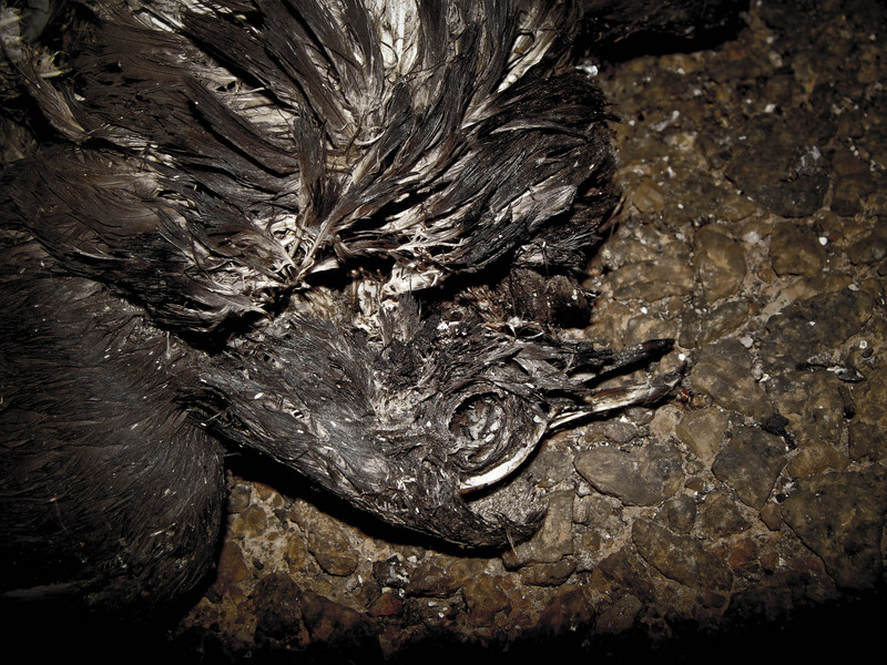 Oh Ðáº¹áºµÅ§Ä¥...