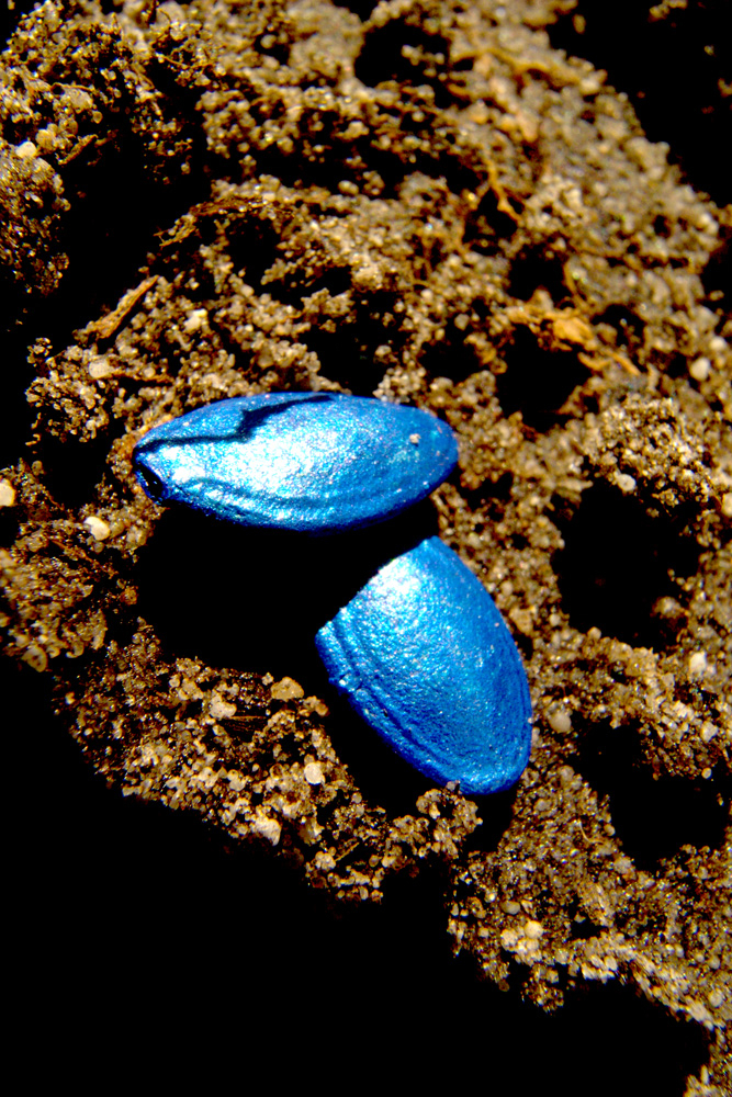 Stories, seeds, food