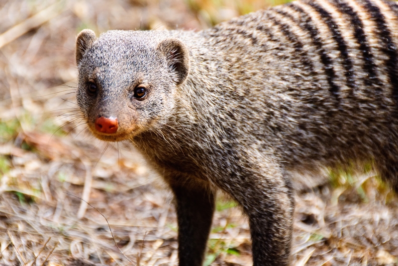 Manyane Mongoose
