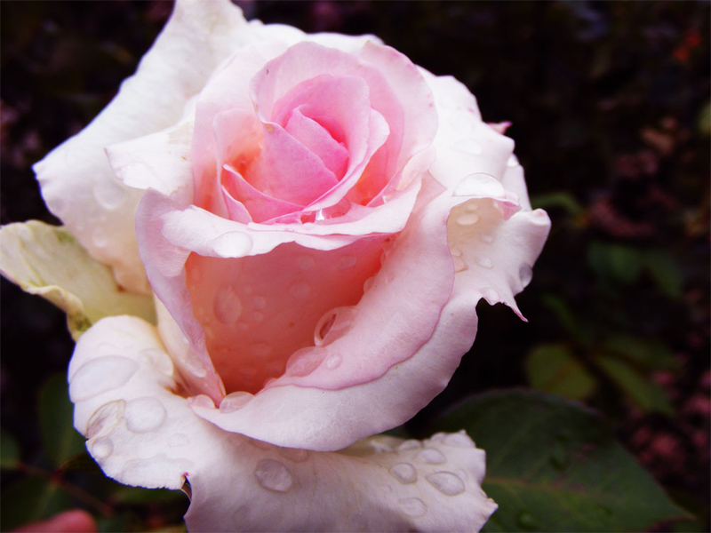Pink roses: love, grattitude, grace, elegance, sweetness and poetic romance.