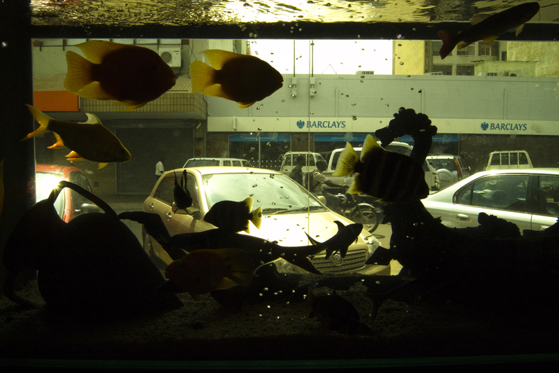 Identity # 04 - Society (Procrustes)