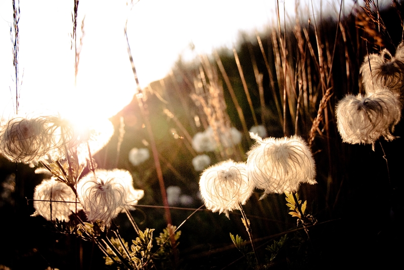 So trok with the frullops, and chase every sun.