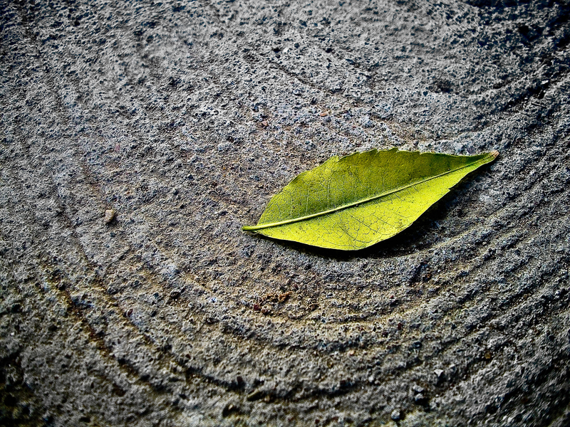 Anyway the wind blows