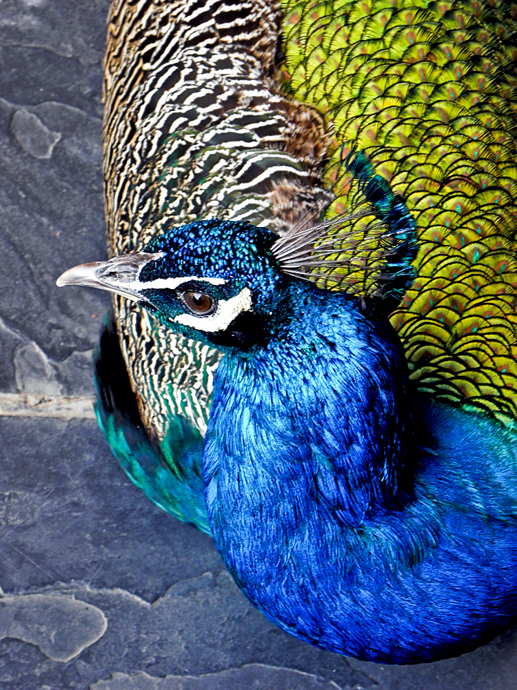 The Peacock