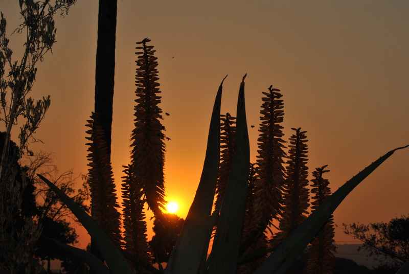 It's a bee's life....Never ending strugle against time..