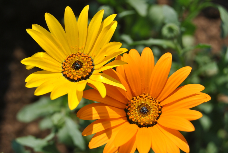 As different as we are,we are both beautiful in our own ways...........