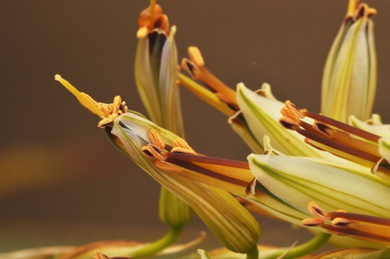 Aloe stamens