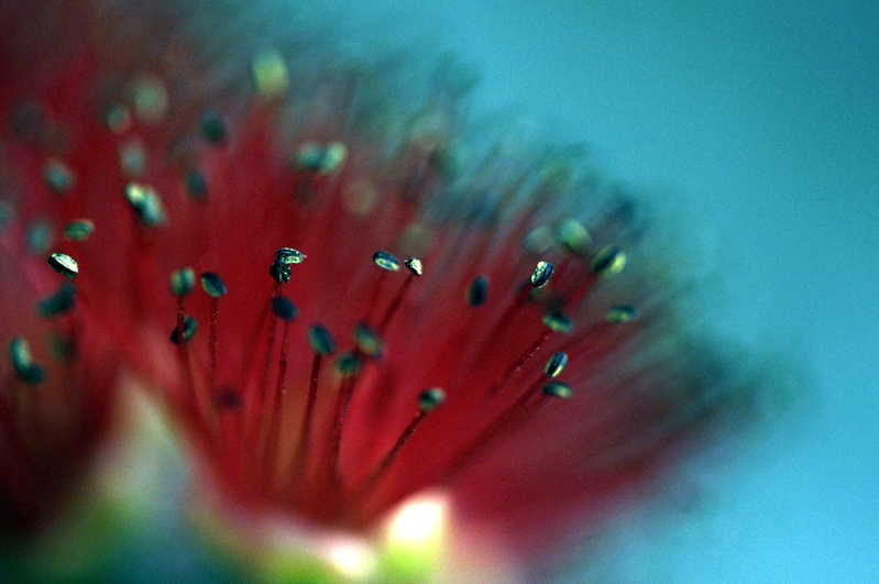 Bottle Brush Burst