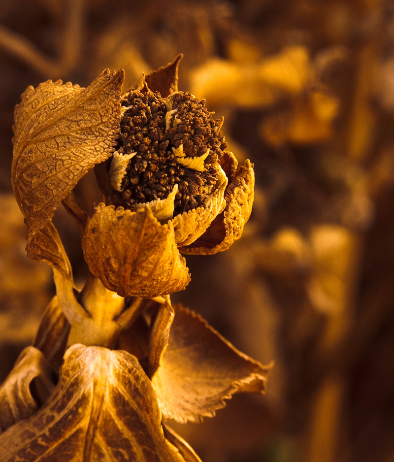 Last days of the Vaal winter