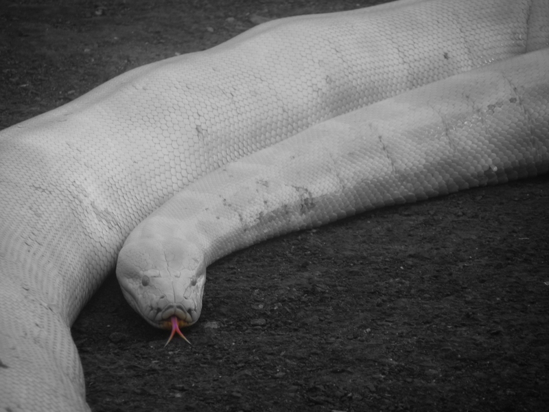 Red Theme - Don't get hypnotised, I am DEADLY!