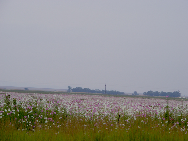 TravellingMan -- Lesotho [1]
