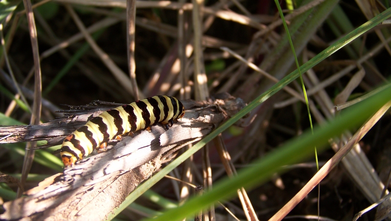 In the bushes..........!