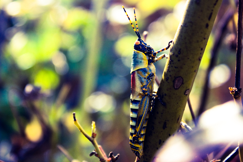 the Colorful Locust