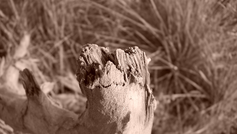 Life after death....still I live on.....!