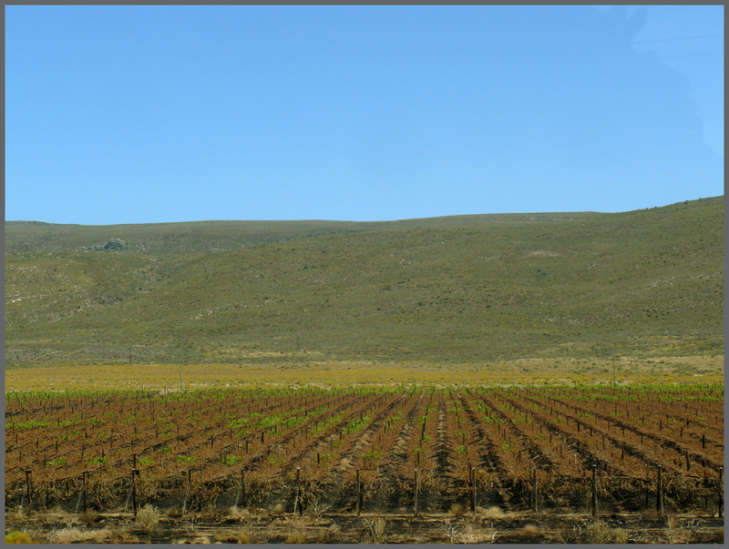 Forward to Cape Town ^01