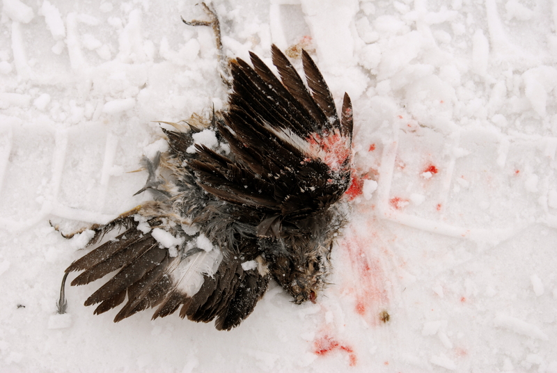 in all her splendour, sweetly surrendering*