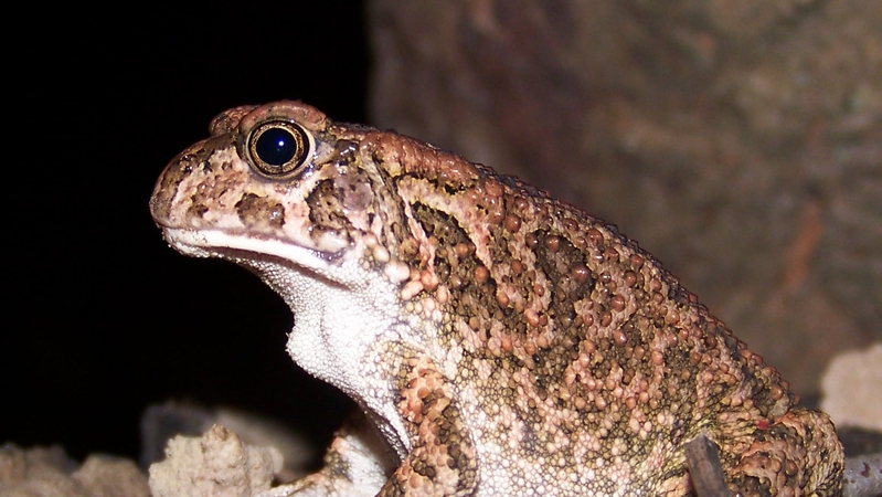 Pada ( Frog in Afrikaans )