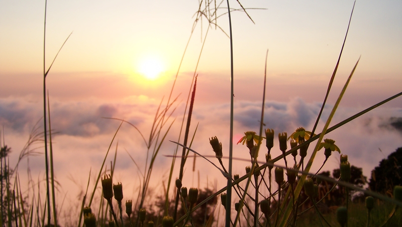 Morning Glory...........