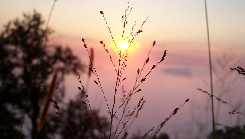 Regeneration..........