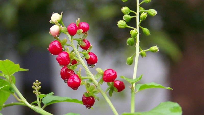 A bit of redness on green....