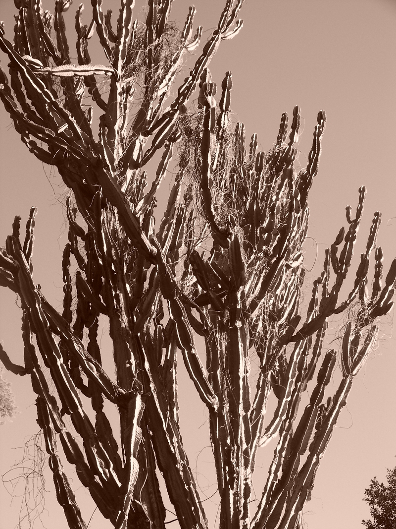 Reaching for the sky........