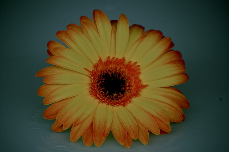 everything was beautiful, and nothing hurt*