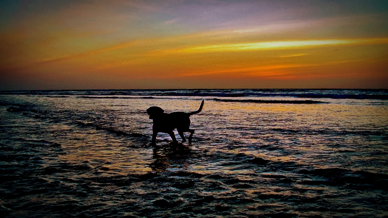 In my walks along the beach before sunrise