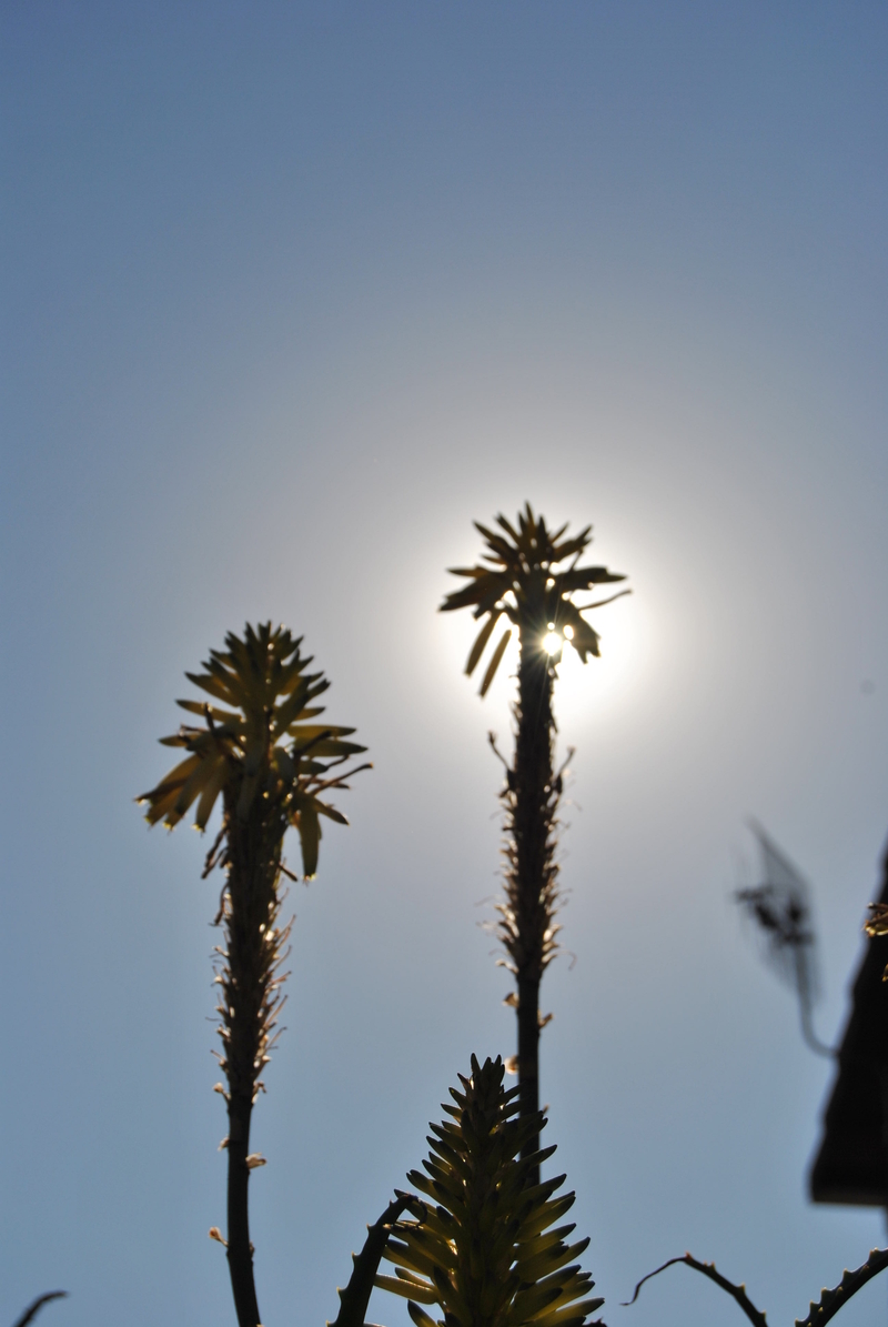 Winter babies standing tall