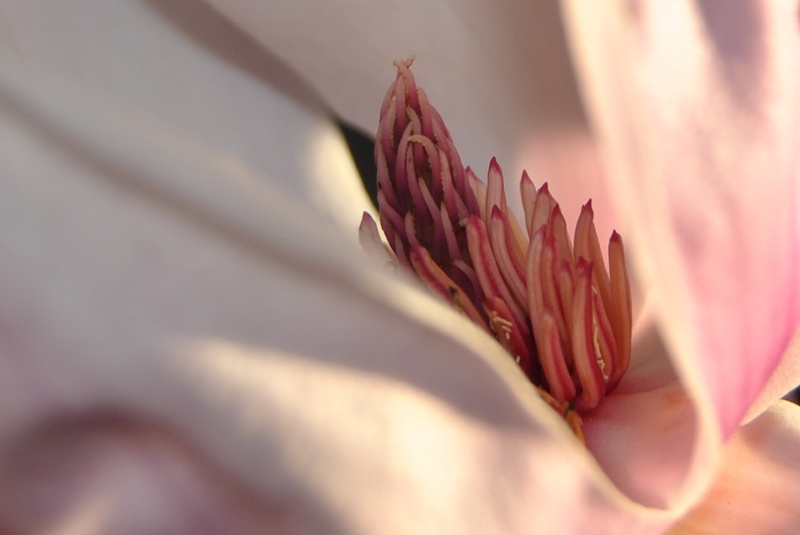 Pink on white.....preparing to release pollen...!